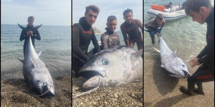 Zıpkınla 150 kilogramlık orkinos avlandı