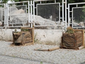 Didim’de Çiçeklik Tartışması
