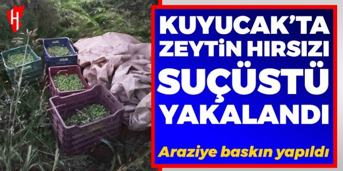 Kuyucak’ta zeytin hırsızı suçüstü yakalandı