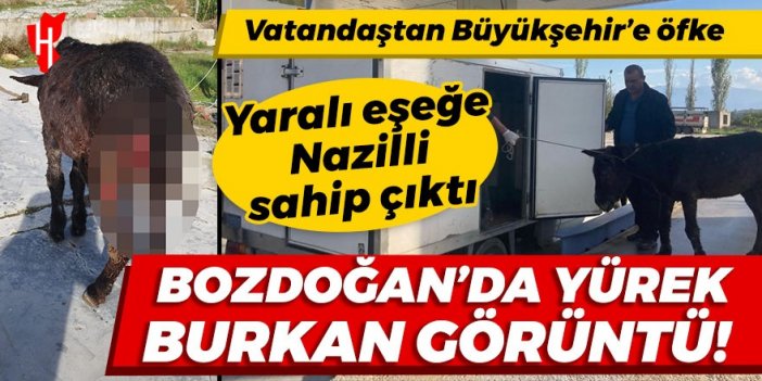 Bozdoğan'da yürek burkan görüntü! Yaralı eşeğe Nazilli sahip çıktı