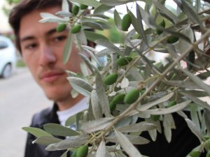 Zeytin Dalda Göründü