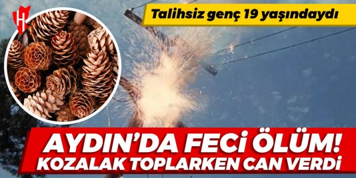 Aydın'da feci ölüm! Kozalak toplarken can verdi