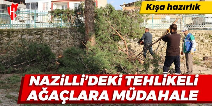 Nazilli'deki tehlikeli ağaçlara müdahale