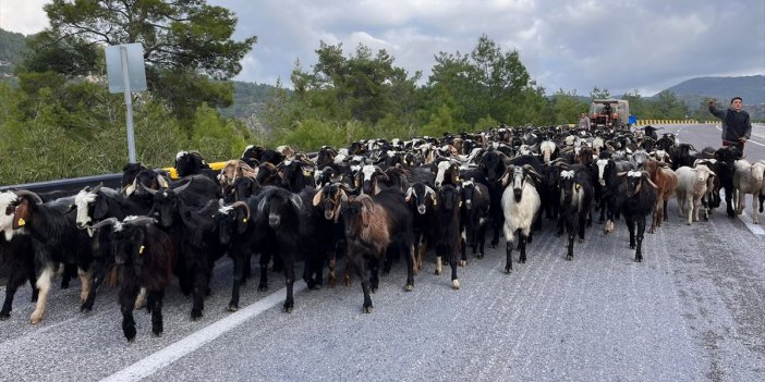 Yörükler, kışı geçirmek için 200 km yol yürüdü