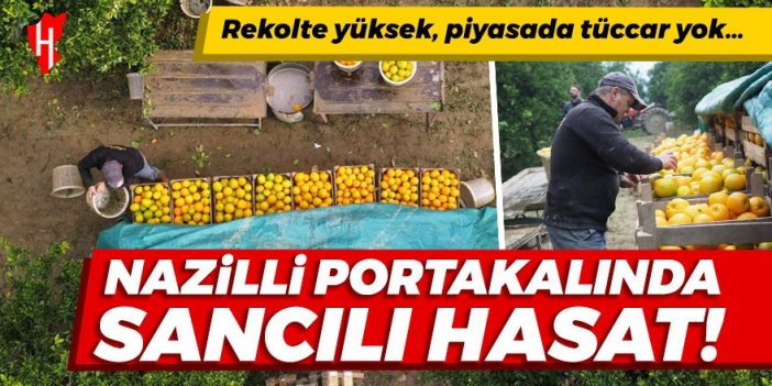 Portakalda sancılı hasat! Rekolte yüksek, piyasada tüccar yok…