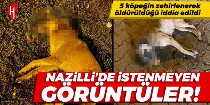 Nazilli’de 5 köpeğin zehirlenerek öldürüldüğü iddiası