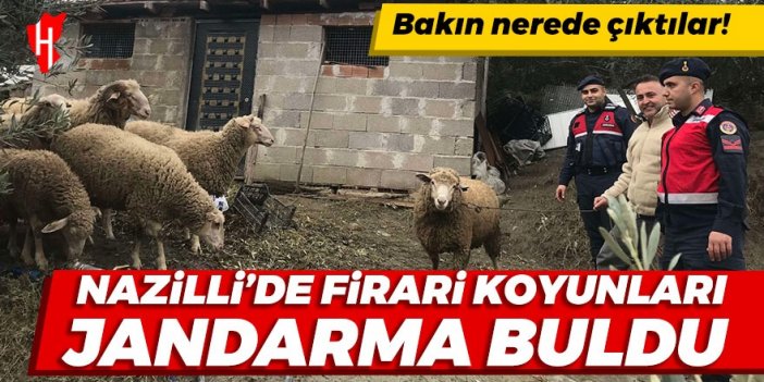 Nazilli’de firari koyunları jandarma buldu