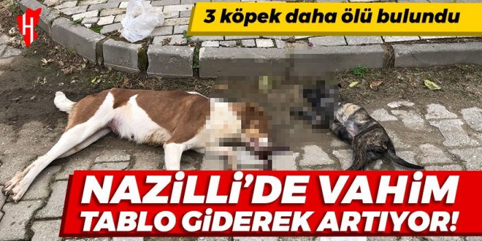 Nazilli’de vahim tablo giderek artıyor! 3 köpek daha ölü bulundu