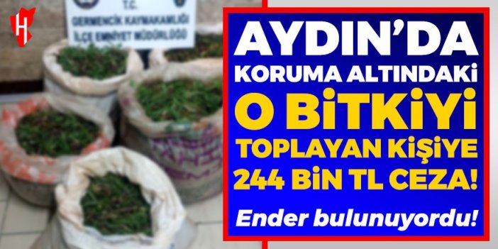 Aydın'da koruma altındaki o bitkiyi toplayan kişiye 244 bin lira ceza!