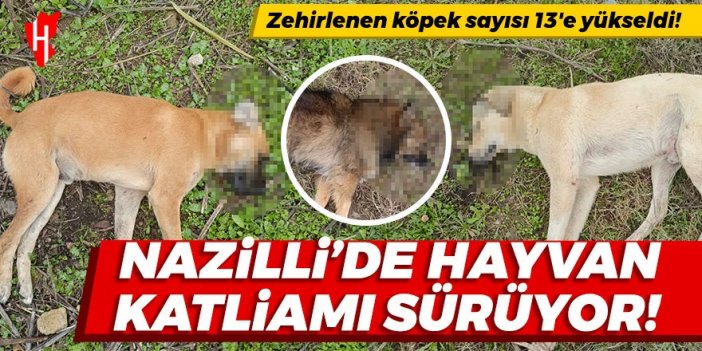 Nazilli'de 4 sahipsiz köpek daha zehirlenerek öldürüldü, bir köpek kurtarıldı