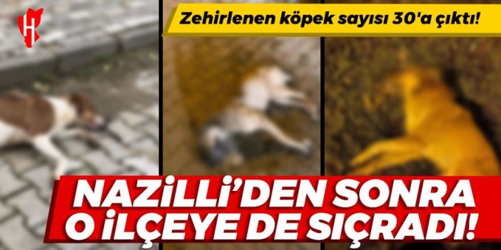 Aydın'da köpek katliamı sürüyor!