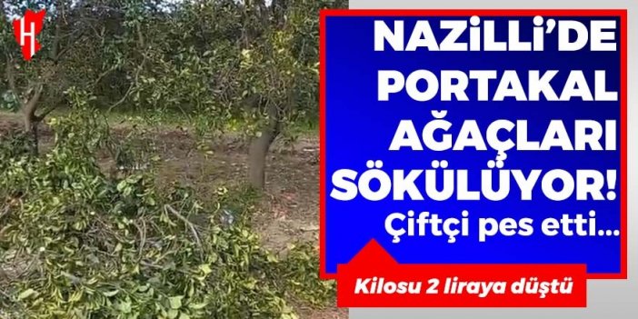 Portakal 2 liraya düştü! Nazilli’de çiftçi ağaçları söktü!