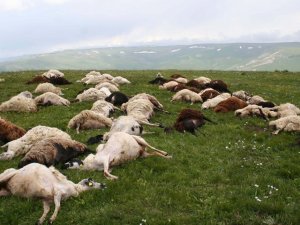 Bozdoğan’da Yıldırım Düştü: 19 Koyun ve 1 Köpek Telef Oldu