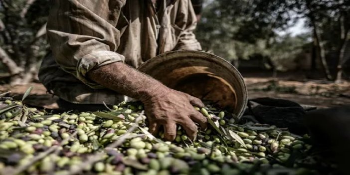 Sultanhisar’da 400 kilogram zeytini çalan tarla fareleri yakalandı, çiftçi nefes aldı!