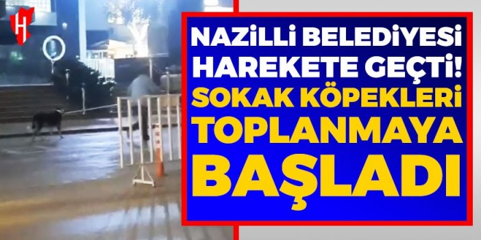 Nazilli Belediyesi harekete geçti! Sokak köpekleri toplanmaya başladı