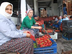 Fiyatlar Düşünce Çilek Üreticisi Dertlendi