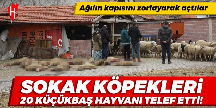 Sokak köpekleri 20 küçükbaş hayvanı telef etti!