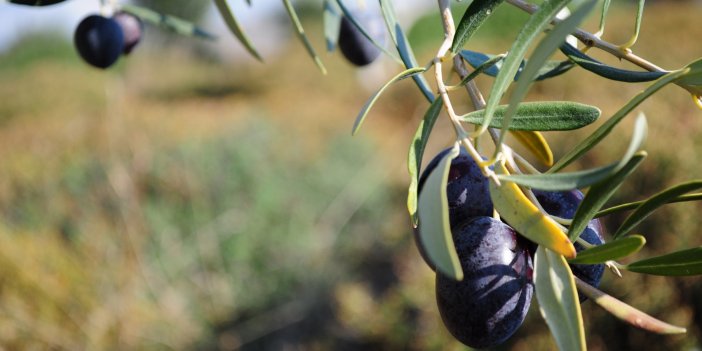 Aydın'da zeytin verimi 2004 yılının gerisine düştü!