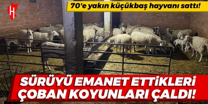 Sürüyü emanet ettikleri çoban çaldığı koyunları sattı!