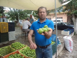 Son Yağışlar İncir Üreticisini Mağdur Etti