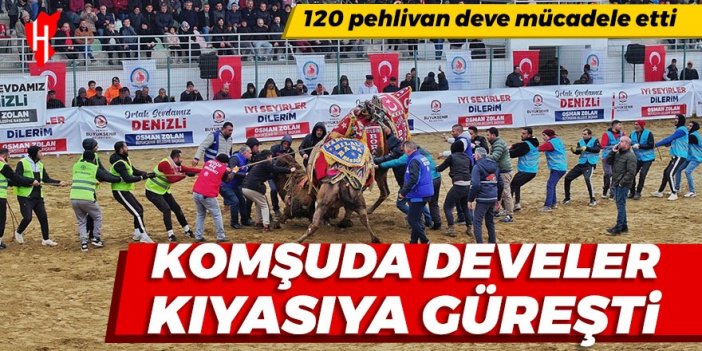 Denizli'de develer meydana indi: 120 pehlivan deve mücadele etti