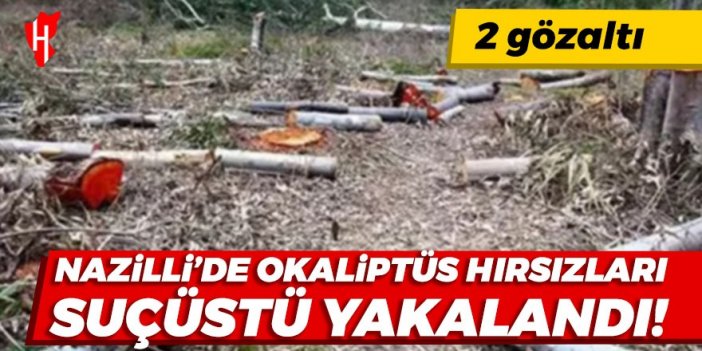 Nazilli’de okaliptüs hırsızları suçüstü yakalandı: 2 gözaltı