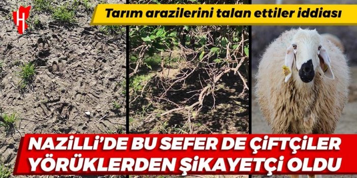 Nazilli’de bu sefer de çiftçiler, yörüklerden şikayetçi oldu: Tarım arazilerini talan ettiler iddiası