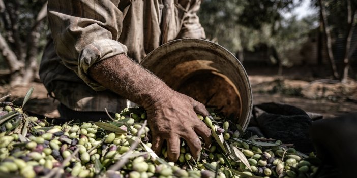 Aydınlı çiftçiye müjde! Destekleme ödemeleri hesaplara yatmaya başladı…