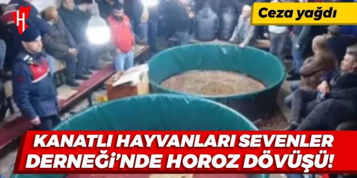 Kanatlı Hayvanları Sevenler Derneği'nde horoz dövüşüne suçüstü!