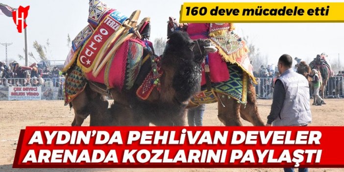 Aydın'da pehlivan develer arenada mücadele etti