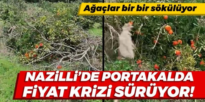 Nazilli’de portakal ağaçlarının hazin sonu.. Çiftçi para kazanamıyor!