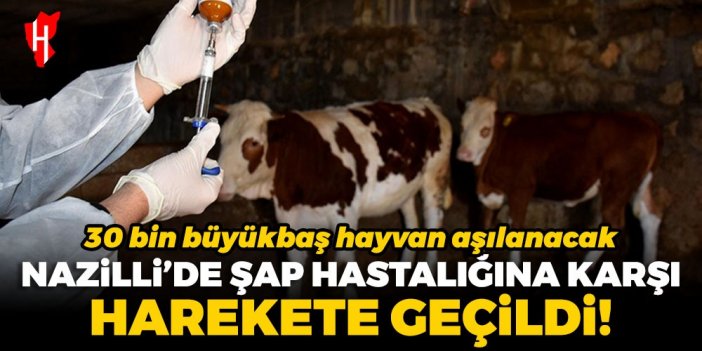 Nazilli’de şap hastalığına karşı harekete geçildi: 30 bin büyükbaş hayvan aşılanacak