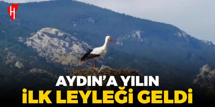 Aydın'a yılın ilk leyleği geldi