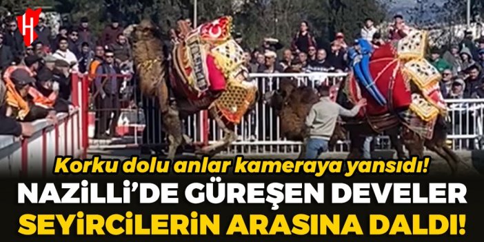 Nazilli'de güreşen develer seyircilerin arasına daldı! Korku dolu anlar kameraya yansıdı