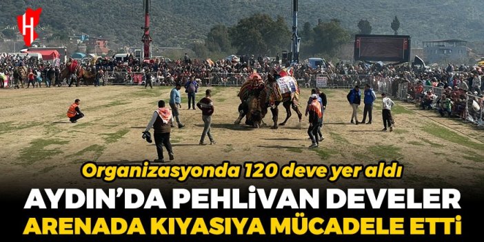 Aydın'da pehlivan develer arenada kıyasıya mücadele etti