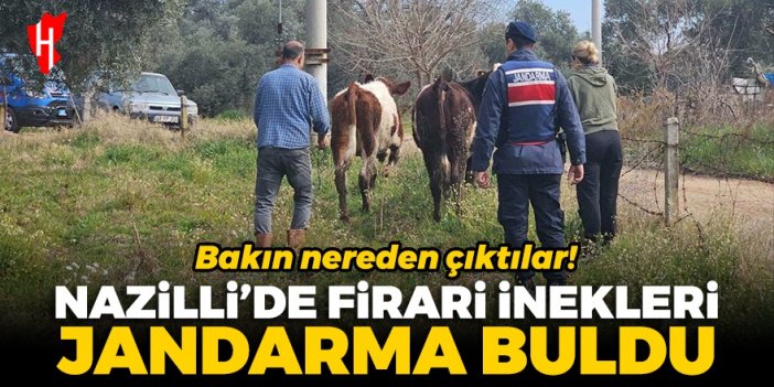 Nazilli’de firari inekleri jandarma buldu