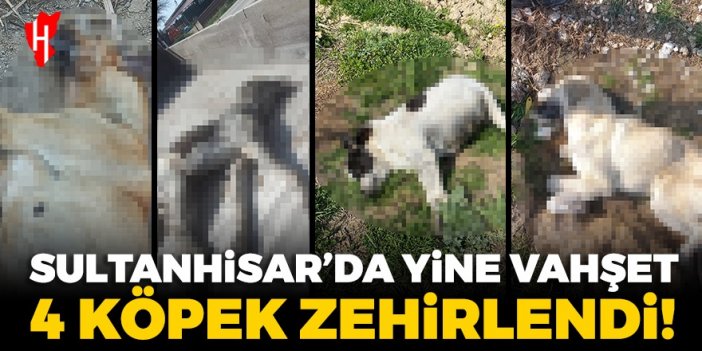 Sultanhisar’da yine vahşet: 4 köpek zehirlendi