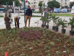 Didim’e 50 Bin Melez Çay Gülü Dikildi