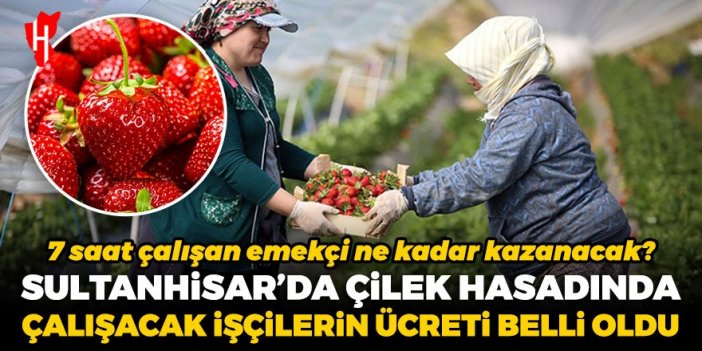 Sultanhisar'da çilek hasadında çalışacak işçilerin günlük ücreti belli oldu