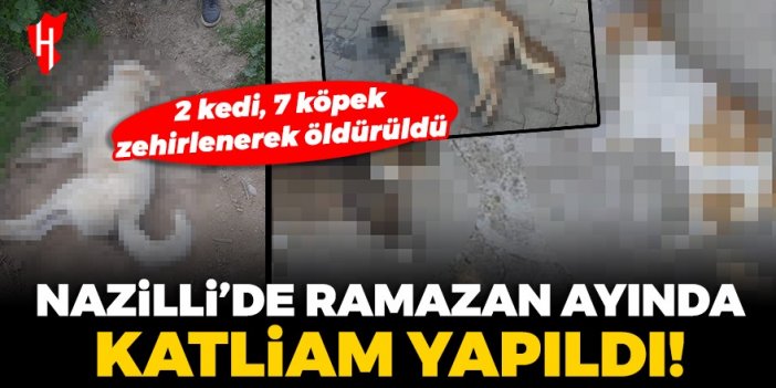 Nazilli’de Ramazan ayında katliam yapıldı! 2 kedi, 7 köpek zehirlenerek öldürüldü