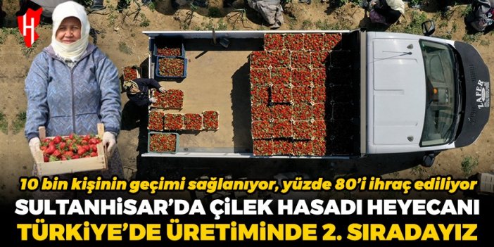 Türkiye’de üretimde 2. sıradayız! Sultanhisar’da çilek hasadı heyecanı