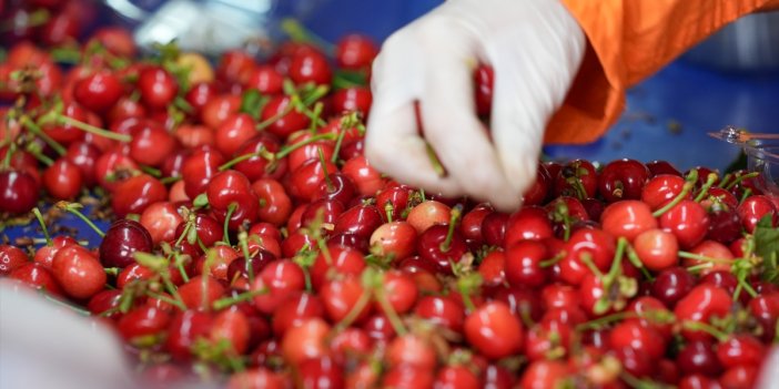 Sezonun ilk kirazı hasat edildi