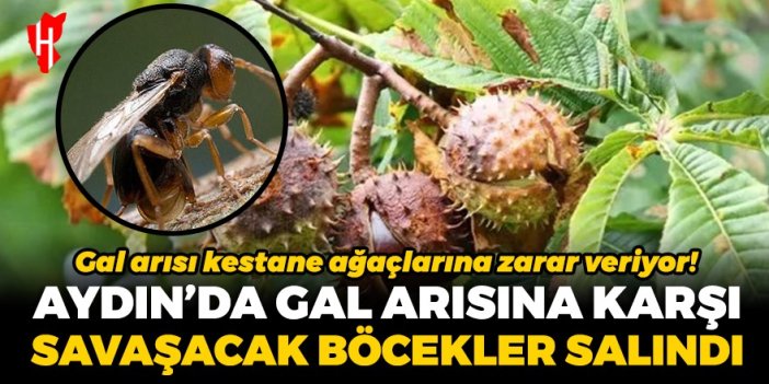 Aydın'da gal arısına karşı savaşacak böcekler doğaya salındı