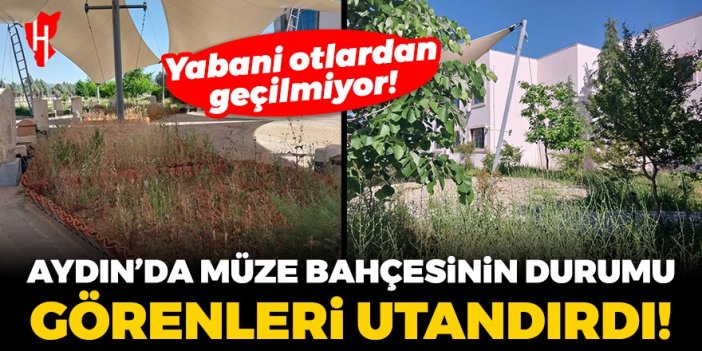 Aydın’da utandıran görüntü! Müze bahçesi yabani otlardan geçilmiyor