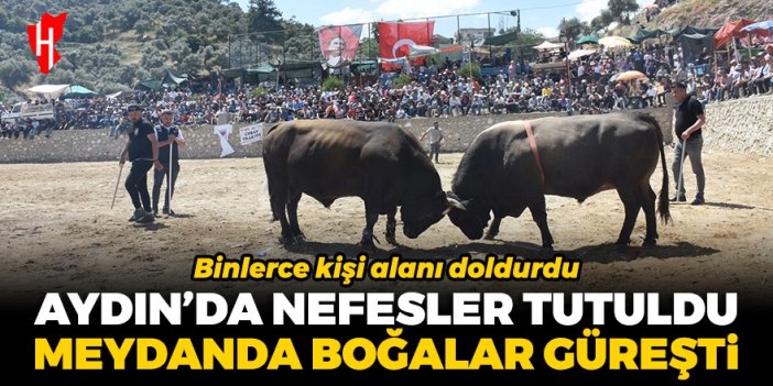 Aydın'da nefesler tutuldu! Meydanda boğalar güreşti