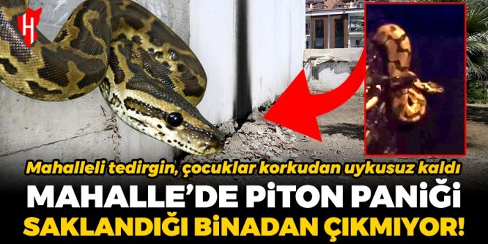 Mahallede piton paniği! Saklandığı binanın altındaki boşluktan çıkmadı