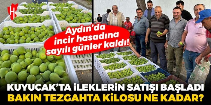 Aydın’da incir hasadına sayılı günler kaldı! Kuyucak’ta ileklerin satışına başlandı, bakın tezgahta kilosu ne kadar?