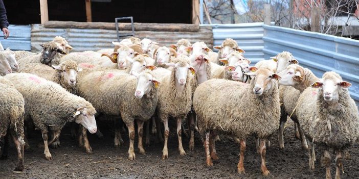 Hastalık yayılıyor! 20 mahalleye şap karantinası