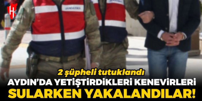 Aydın'da yetiştirdikleri keneviri sularken yakalandılar: 2 şüpheli tutuklandı