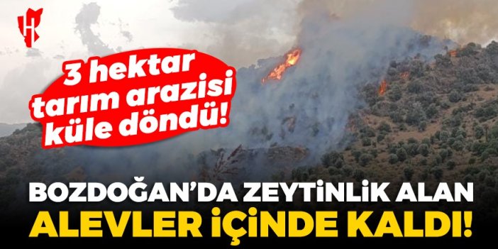 Bozdoğan’da zeytinlik alanda yangın: 3 hektar tarım arazisi küle döndü